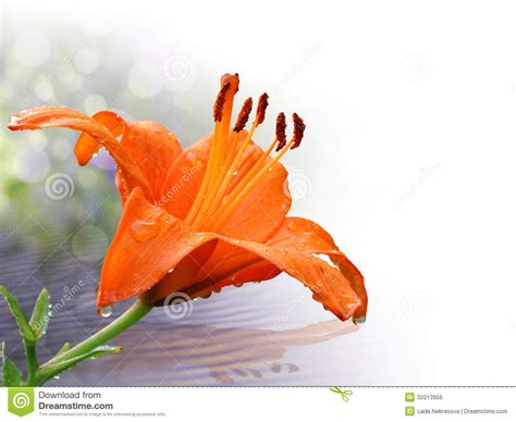 Orange Lily In Close Up With Water Drops Stock Photo Image Of