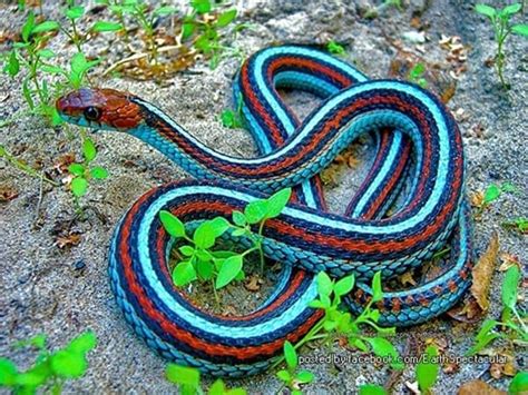 7 Best Pet Snake For Beginners