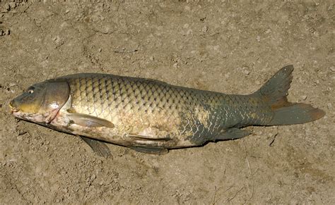 Filecyprinus Carpio Carpio Wikimedia Commons