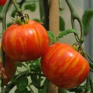 Tigerella Tomatfrön Tummelsta Chili