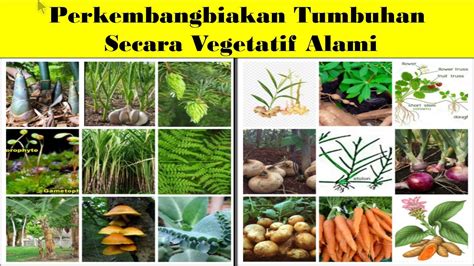 Perkembangbiakan Tumbuhan Secara Generatif Vegetatif Alami Dan Riset