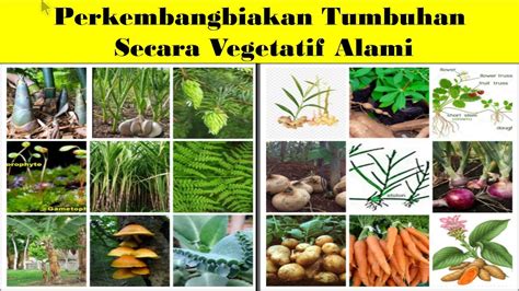 Proses Perkembangbiakan Reproduksi Vegetatif Alami Tumbuhan Hot Sex Picture