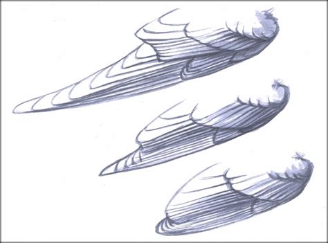 It has an inferior and superior crus that lie either side of the fossa triangularis. Wing basics by David Sibley - BirdWatching
