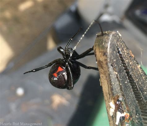 Black Widow Spider In Food Web 4 Misconceptions About The Black Widow