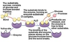 What happens to a cell in a hypotonic solution. Unit 2: Chapter 4-7 - AP BIOLOGY REVIEW
