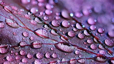 1280x720 Water Drops On Leaves 720p Hd 4k Wallpapersimages