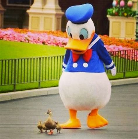 Too Cute Donald Plays With Real Life Feathered Friends At Tokyo Disney