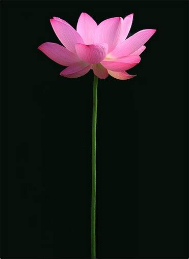 Light Pink Lotus And Stem Photo