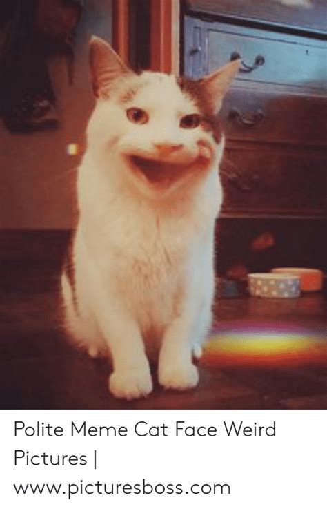 Meme Cat Face
