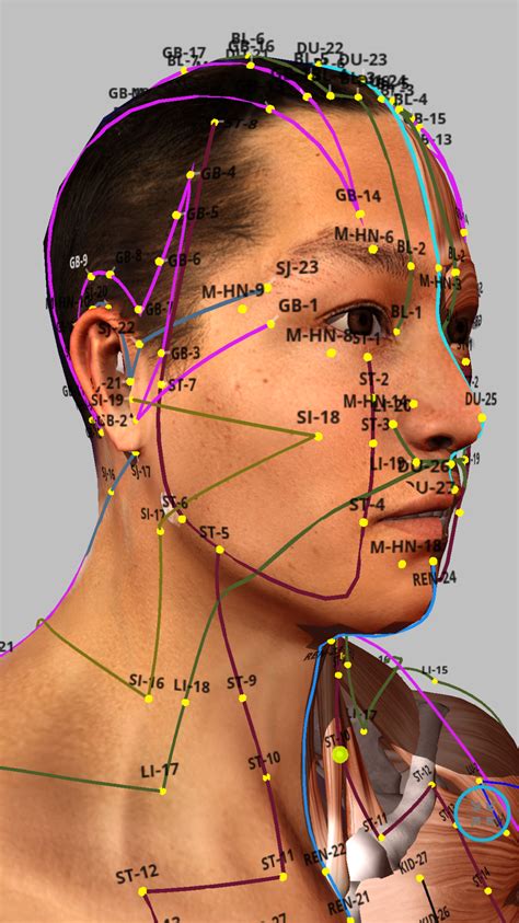 Our Facial Muscles And Their Functions Artofit