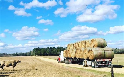 Pricing Hay For Profit Alabama Cooperative Extension System