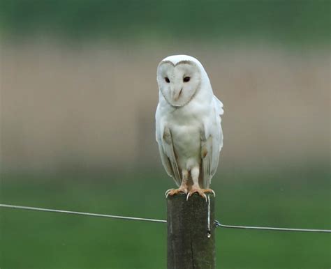 Tropicbirdart Blog From Holt 20180422 Barn Owl Near Albino Cley Marshes