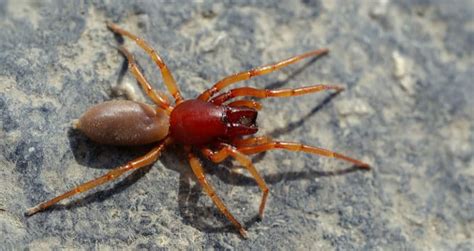 Woodlouse Spider Identification Facts And Pictures Beyond The Treat