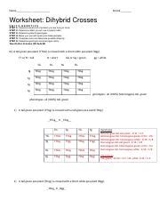 Make a key to show all the possible genotypes (and phenotypes) of this. Dihybrid Cross Worksheet Answers - Promotiontablecovers