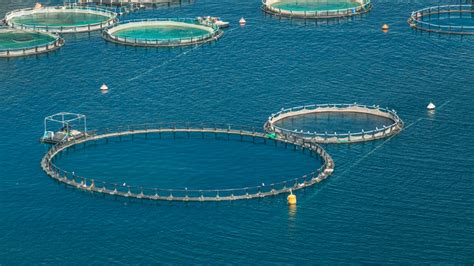 Fish Farms Turn To Ai To Scale Up Sustainable Aquaculture Giving Compass
