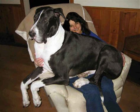 Great Dane Puppies For Sale In New Jersey Great Dane Dogs Great Dane