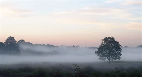 Lone Tree In The Mist Prints Website Misty Summer Dawn Flickr