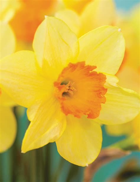 Daffodil Red Devon Tesselaar