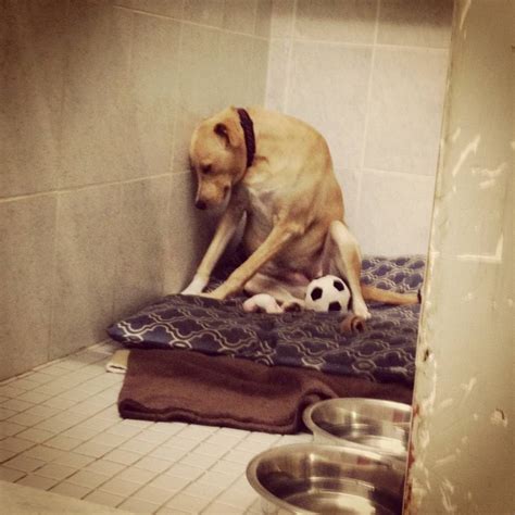 Lana The Abandoned Dog Returned To Animal Shelter Mighty Mutts Is Too