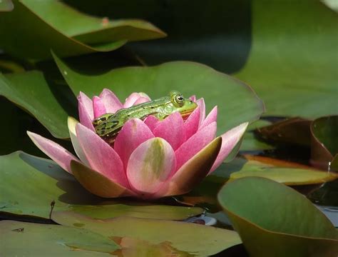 One Little Frog Balancing On A Lily Pad Of Green He Thought It Was