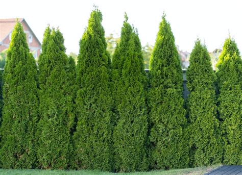 Tall Evergreen Trees For Screening