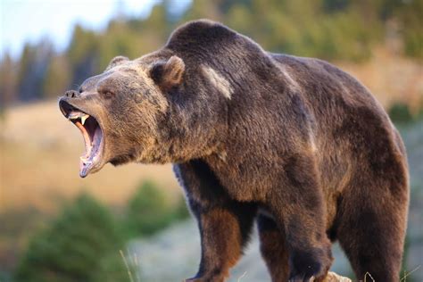 The Largest Grizzly Bear Ever Caught In Montana Az Animals