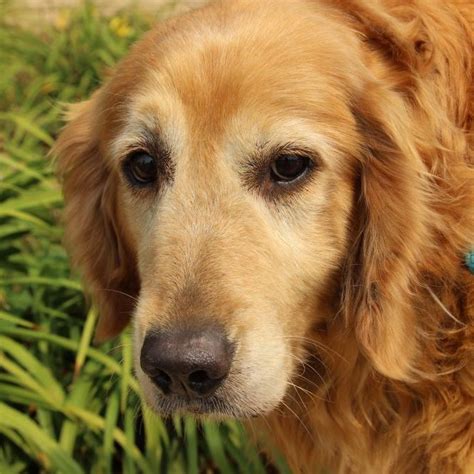 If you're interested in adopting a golden retriever, learn a little about the breed and then carefully select a puppy from a reputable breeder. As Good As Gold - Golden Retriever Rescue of IllinoisAdopt ...