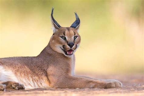 Caracal Cat Breed Information And Facts Pictures Pets Feed