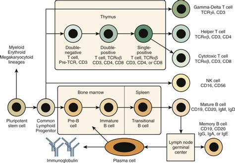 Primary Immunodeficiency Diseases Oncohema Key