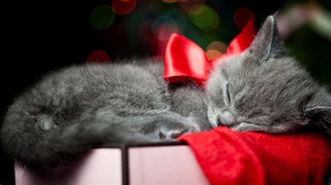 Adorable 96 Christmas Kitten Background High Quality Free To Download