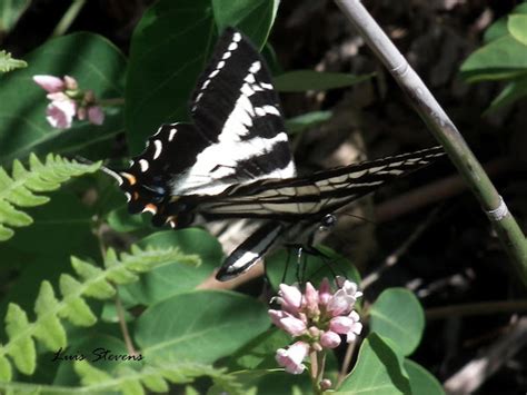 Pale Tiger Swallowtail Project Noah