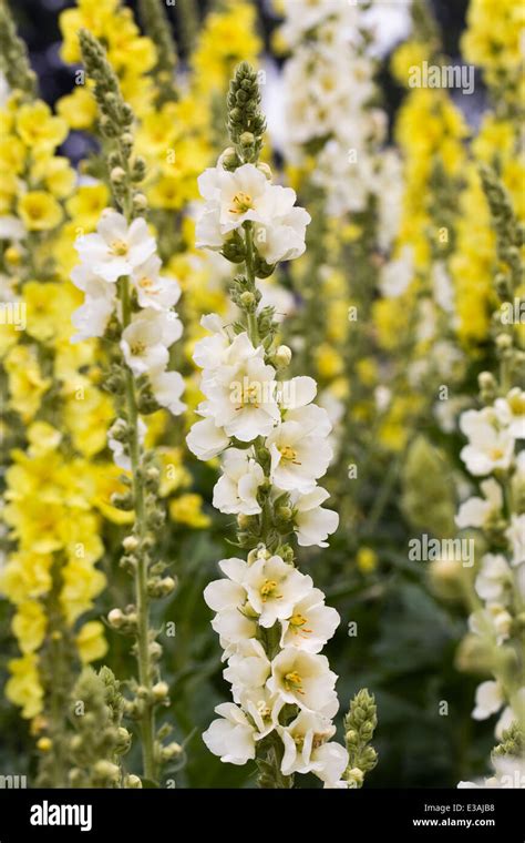 Spikes Of Verbascum Growing In An English Garden Mullein Flowers Stock
