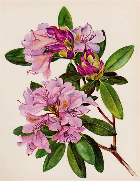 Antique Purple Rhododendron Flower Print Vintage Botanical Art Etsy
