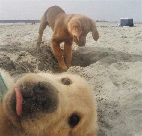 24 Of The Funniest Animal Photobombs That Ever Happened