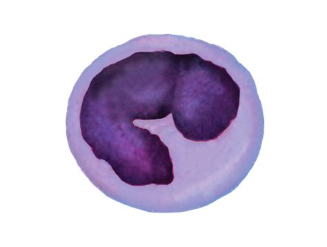 Monocyte Blood Cell Photograph By Asklepios Medical Atlas Pixels