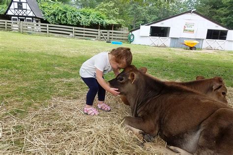 Petting Zoos Near Nyc Where Kids Can See Farm Animals