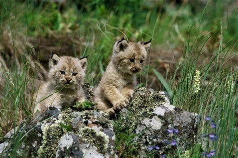 Lynx Kittens Ken Jenkins Photography