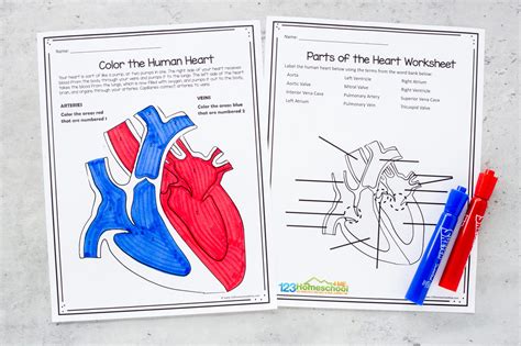 Human Heart For Kids 2 Fun Heart Models Plus Worksheets