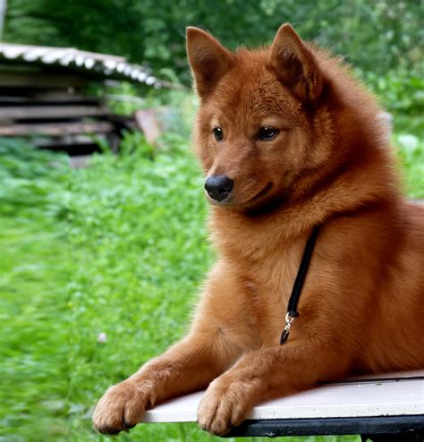 Pin By Alex Bazhan On Х Finnish Spitz Finsk Spets Loulou Finois
