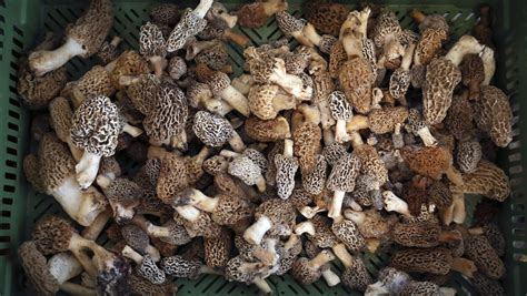 Photos The Magic Of Morel Mushrooms In Iowa