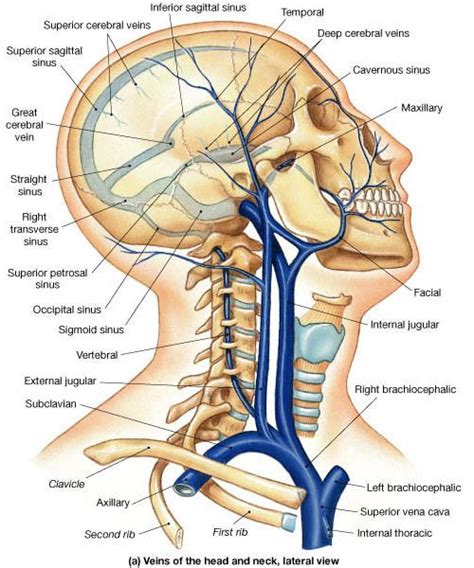 The external carotid artery is a major artery of the head and neck. Veins of the Head | Body muscle anatomy, Medical anatomy ...