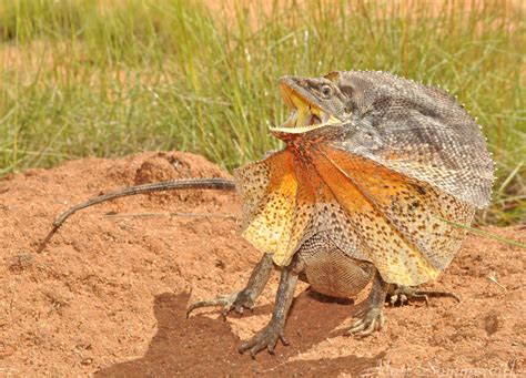 Top 10 Frilled Lizard Facts A Lizard With A Giant Frill