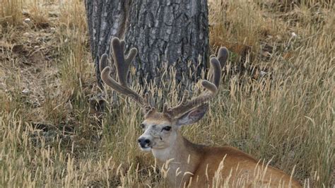 A Large Mule Deer Buck Laying In The Tall Grass Showing His Huge Rack