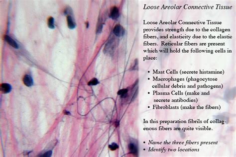 Loose Areolar Connective Tissue