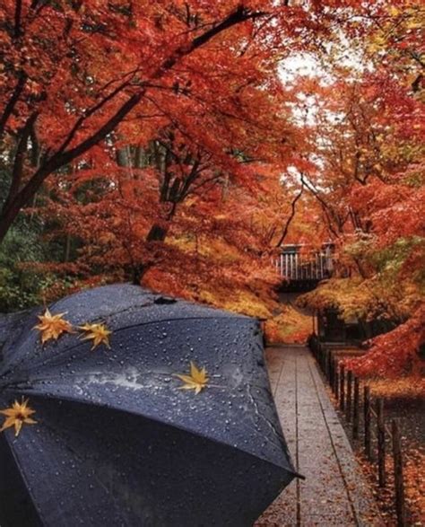 Autumn Rains Are The Best Rains Autumn Rain Autumn Trees Autumn Cozy