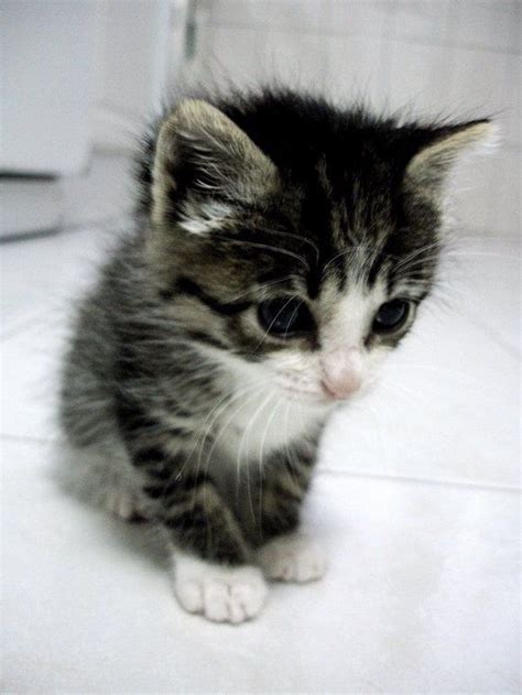 Kittens could be nature's cutest baby animal! Super Cute Cats - Pictures | Cute cats, Kittens and Chang'e 3