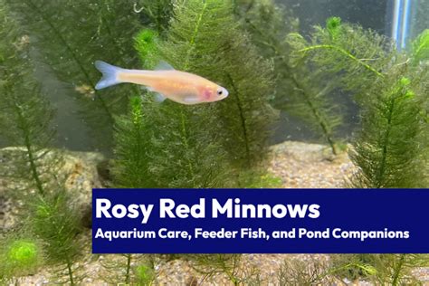 Rosy Red Minnows Aquarium Care Feeder Fish And Pond Companions