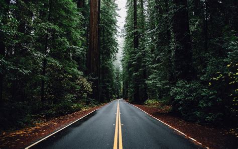 Nature Forest Trees Road