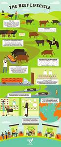 35 Best 4 H Beef Poster Resources Images On Pinterest Animal Science