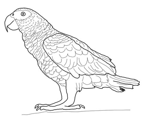 Some of the coloring pages shown here are coloring picture of animals for kids, amazing parrot coloring o. African Gray Parrot coloring page | Free Printable ...